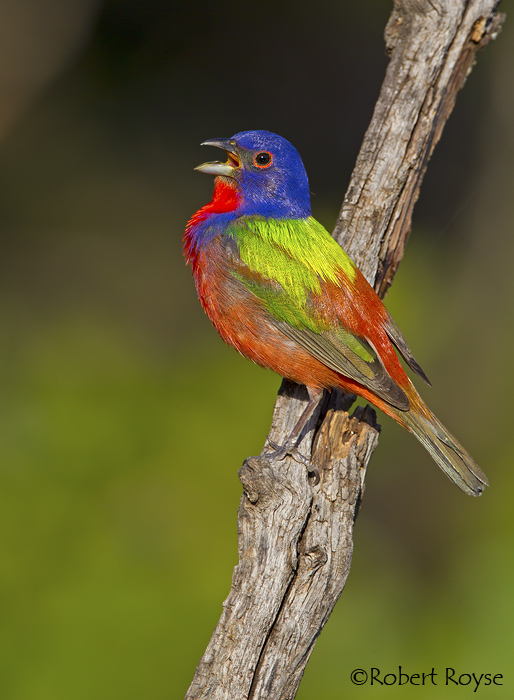 Painted Bunting