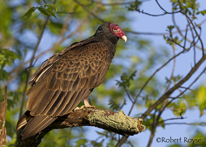 Turkey Vulture