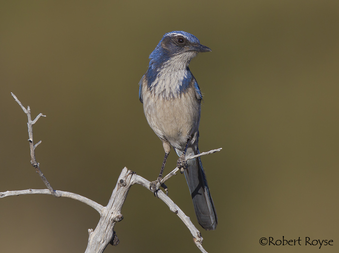 California ScrubJay