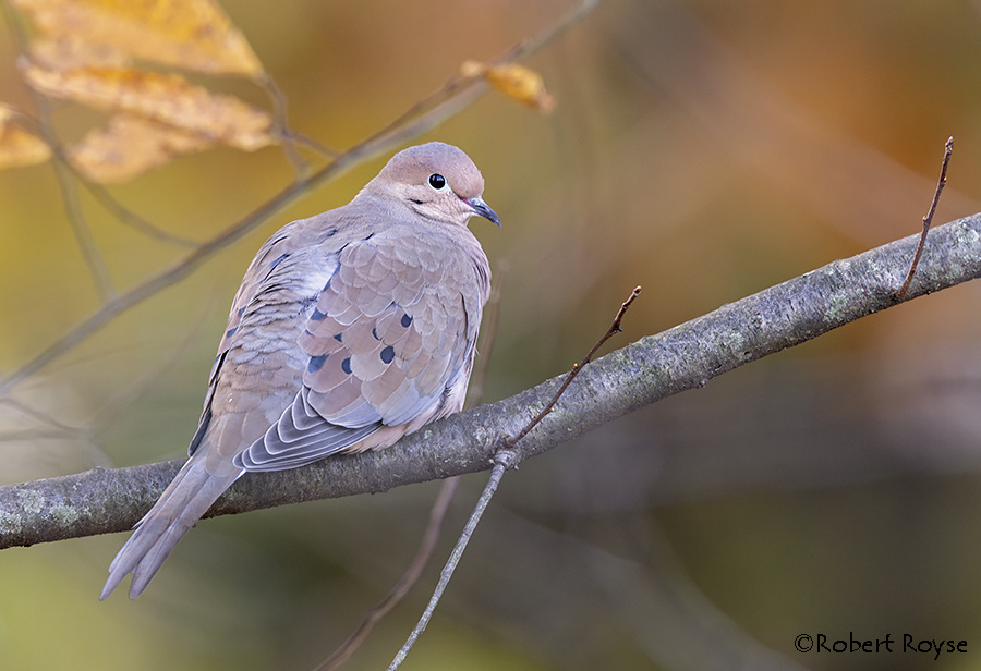 MourningDove